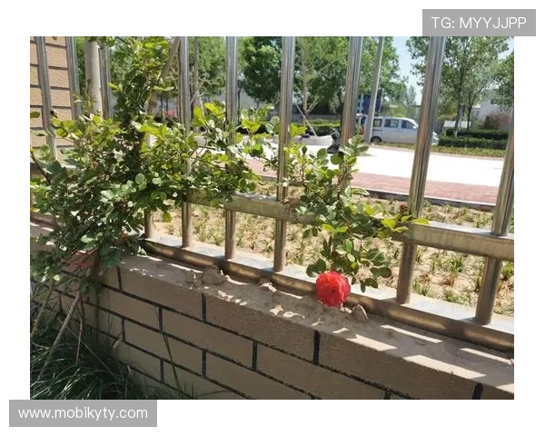 开云KY官网平台的注册与登录指南，详细步骤帮助新用户快速上手使用